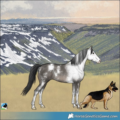 Horse Color:Grullo Sabino Rabicano 