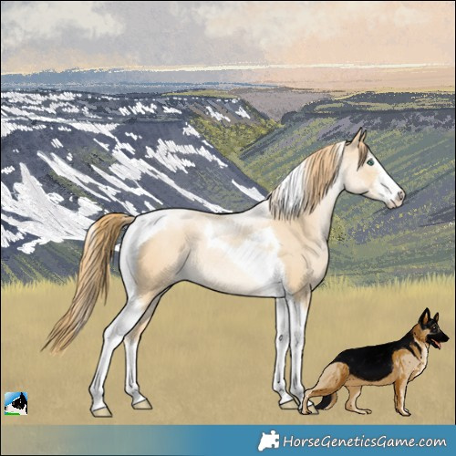 Horse Color:White Spotted Smoky Black Snowdrop Tobiano Rabicano 