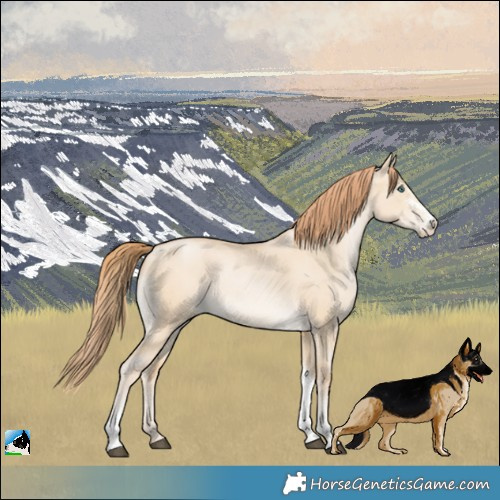 Horse Color:Smoky Grullo Pearl Sabino Tobiano Rabicano 