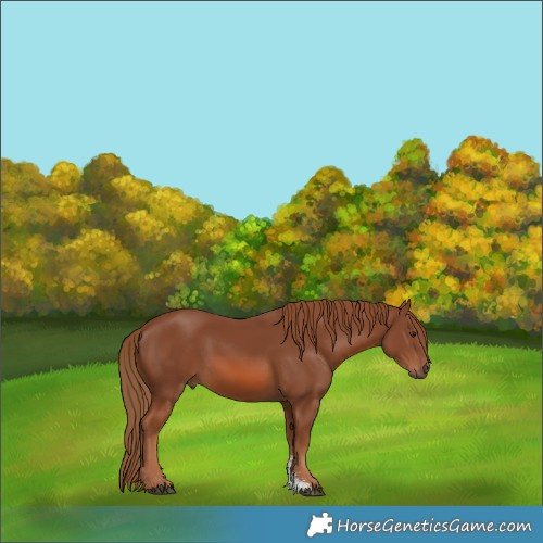 Horse Color:Chestnut Sabino