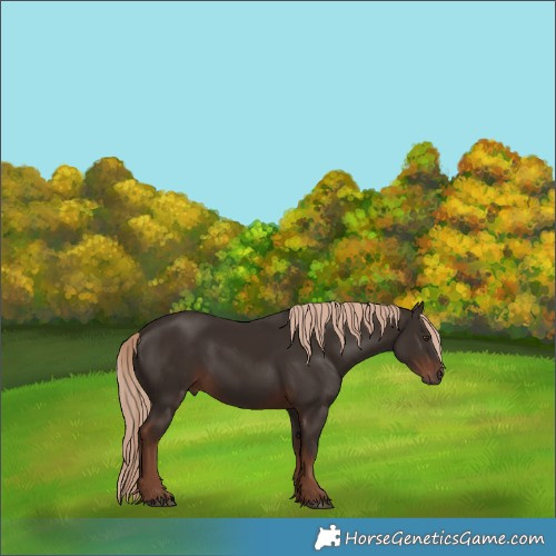 Horse Color:Liver Chestnut 