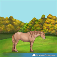 Horse Color:Gold Champagne 