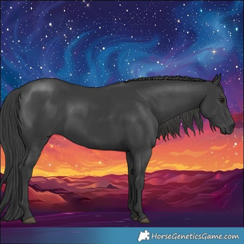 Horse Color:Black