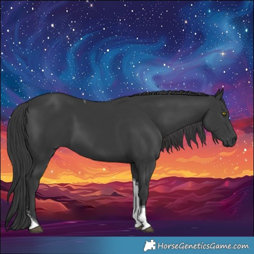 Horse Color:Black Tobiano 