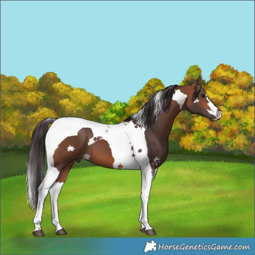Horse Color:Bay Tobiano 