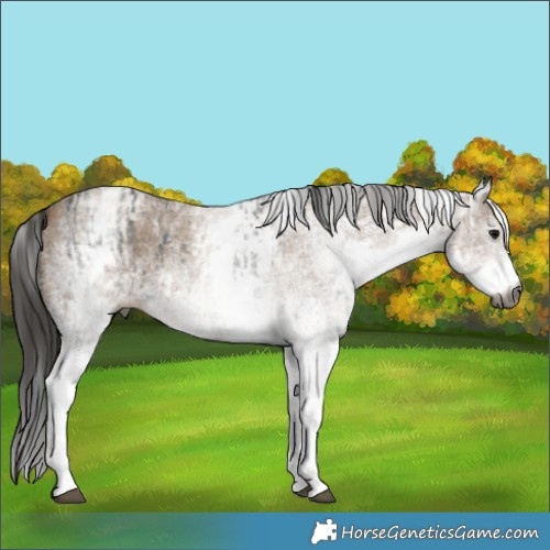 Horse Color:Gray White Spotted Black  and Gray White Spotted Classic Champagne 