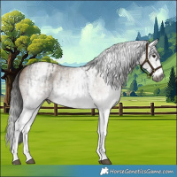 Horse Color:Gray White Spotted Black and Gray White Spotted Classic Champagne