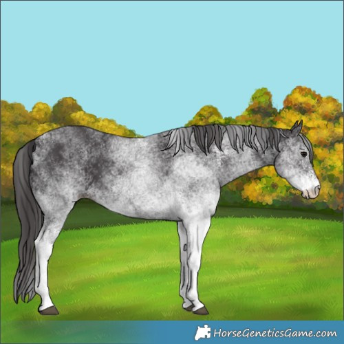 Horse Color:White Spotted Smoky Black