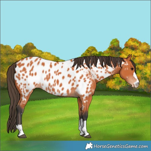 Horse Color:Bay Appaloosa 