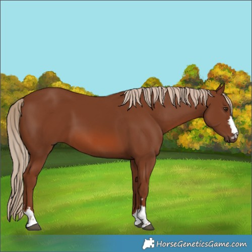 Horse Color:Unknown 