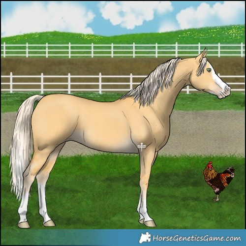 Horse Color:Gold Cream Champagne Dun Splash 