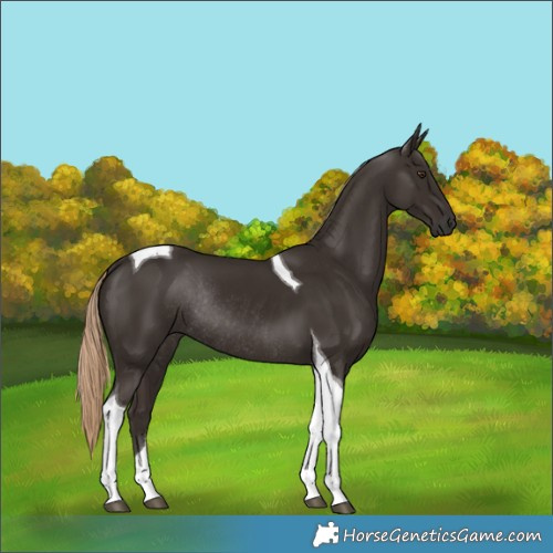Horse Color:Liver Chestnut Tobiano Rabicano