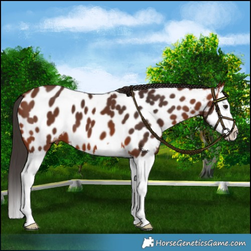Horse Color:Bay Splash Appaloosa 