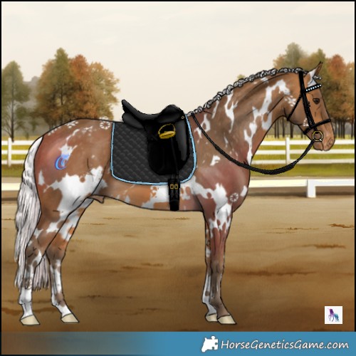 Horse Color:White Spotted Silver Buckskin Appaloosa 