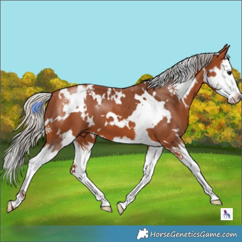 Horse Color:White Spotted Silver Bay Splash 