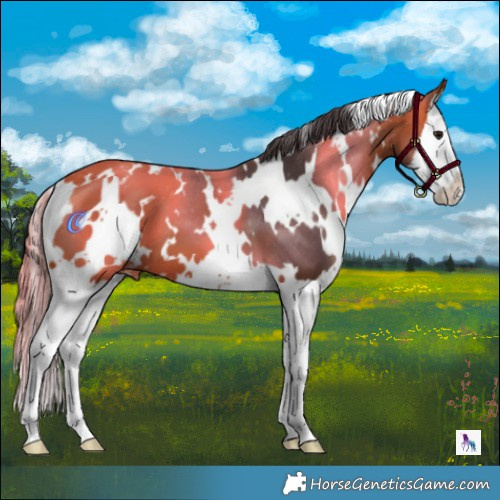 Horse Color:White Spotted Bay Splash Appaloosa 