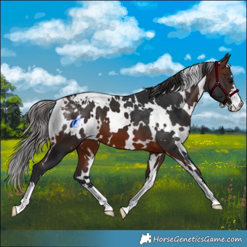 Horse Color:White Spotted Brown Appaloosa