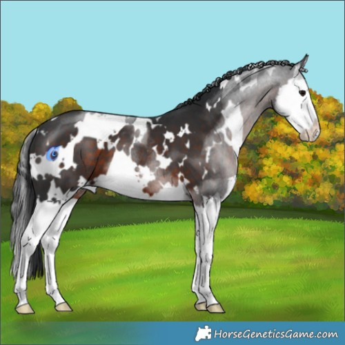 Horse Color:White Spotted Brown Splash 