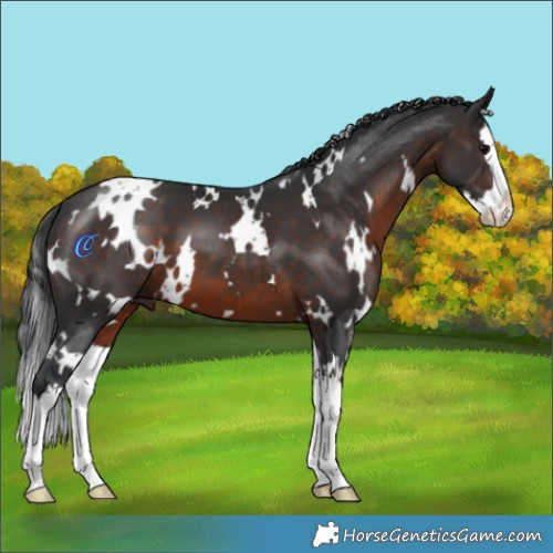 Horse Color:White Spotted Brown Splash 