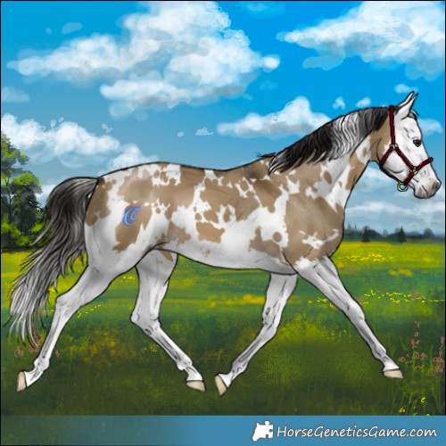 Horse Color:Gray White Spotted Buckskin Dun Splash 