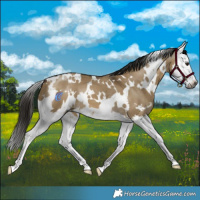 Horse Color:Gray White Spotted Buckskin Dun Splash