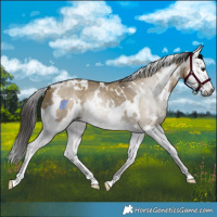 Horse Color:Gray White Spotted Buckskin Dun Splash 