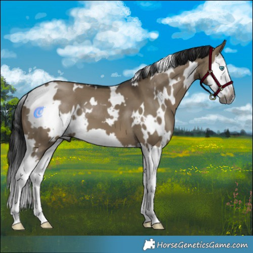 Horse Color:Gray White Spotted Brown Dun Splash 