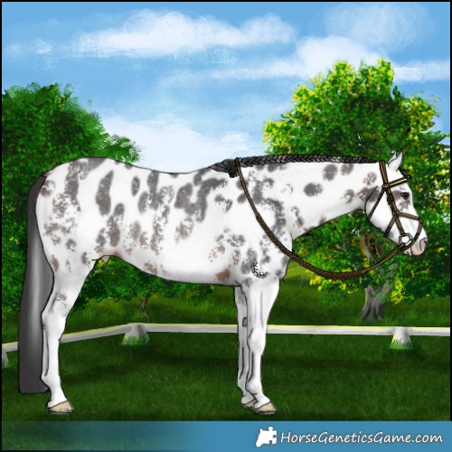 Horse Color:Brown Sabino Leopard Rabicano 