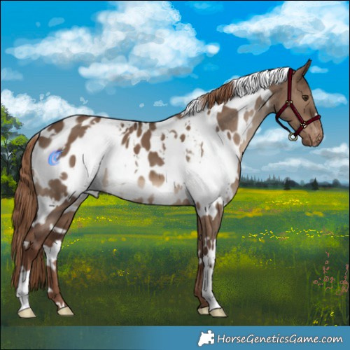 Horse Color:White Spotted Liver Red Dun Appaloosa 