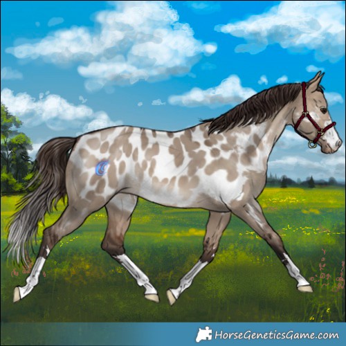 Horse Color:Brown Dun Appaloosa 