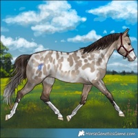 Horse Color:Brown Dun Appaloosa 