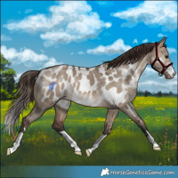Horse Color:Brown Dun Appaloosa 