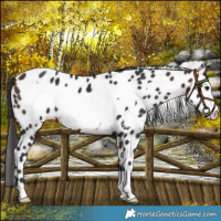 Horse Color:Bay Frame Near Leopard 