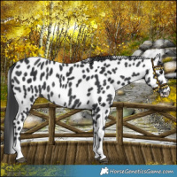 Horse Color:Black Leopard Rabicano