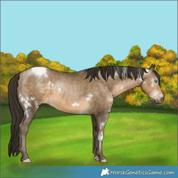 Horse Color:Gray White Spotted Buckskin Snowdrop 