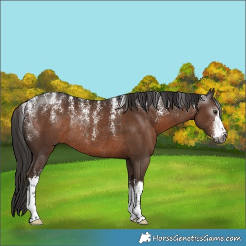 Horse Color:Powder White Gray White Spotted Liver Chestnut Rabicano 