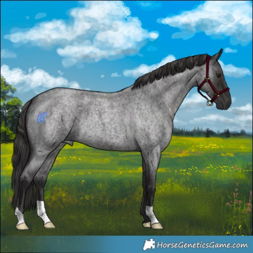 Horse Color:Smoky Blue Roan 