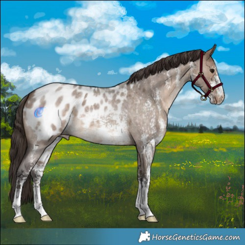 Horse Color:Brown Roan Dun Sabino Appaloosa 