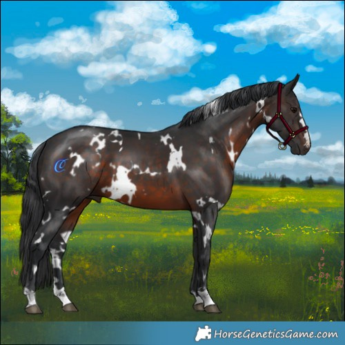 Horse Color:White Spotted Brown 