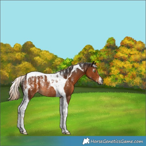 Horse Color:Powder White Gray Chocolate Palomino Tobiano Rabicano