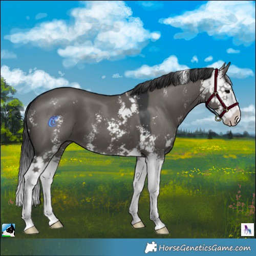 Horse Color:Grullo Sabino Splash 