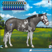 Horse Color:Grullo Sabino Splash 