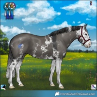 Horse Color:Grullo Sabino Splash