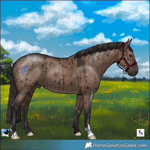 Horse Color:Liver Red Dun Brindle 