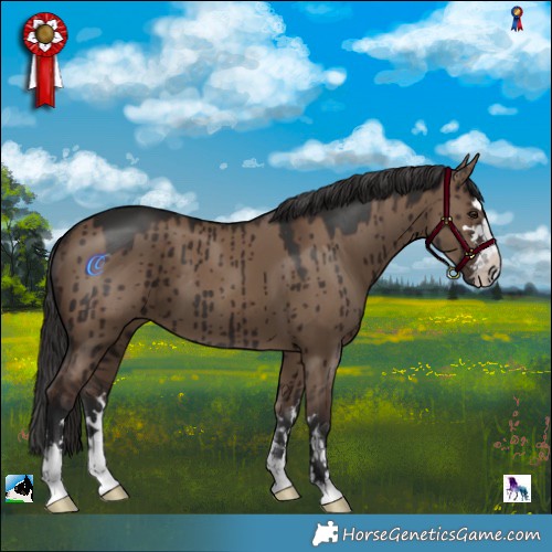 Horse Color:Liver Red Dun Brindle 