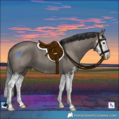 Horse Color:Grullo Sabino Splash 