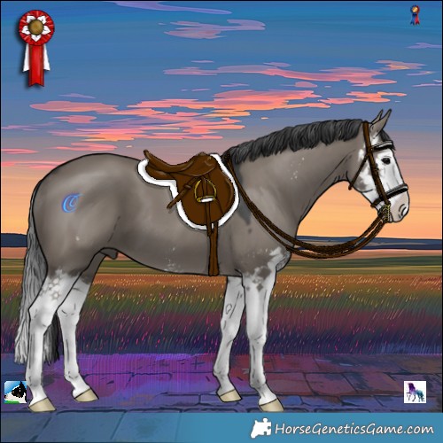 Horse Color:Grullo Sabino Splash 