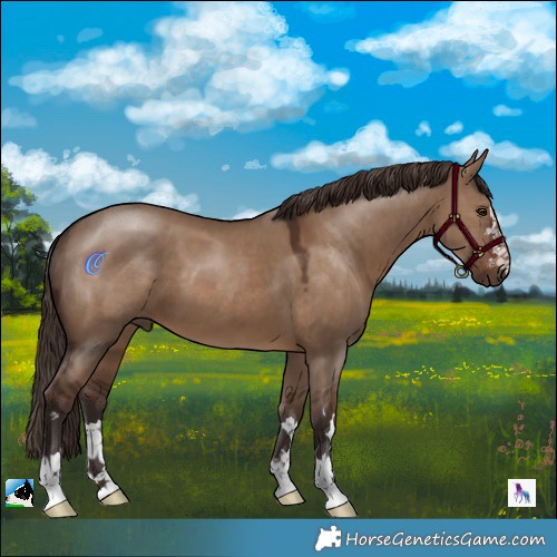 Horse Color:Liver Red Dun 