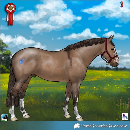 Horse Color:Liver Red Dun 