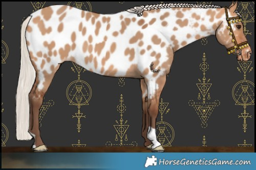 Horse Color:Silver Bay Dun Appaloosa 